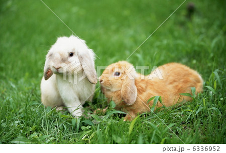 ロップイヤーラビット ロップイヤーラビット 6336952