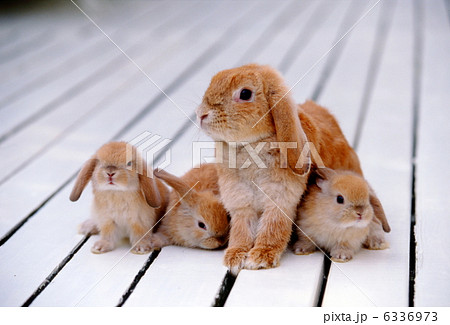 親子のロップイヤーラビット 6336973