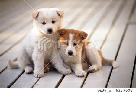 二匹の仔犬 二匹の仔犬 6337006
