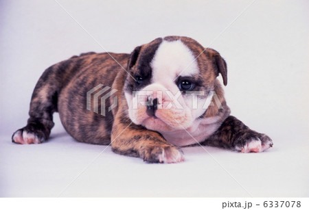 ブルドック 6337078