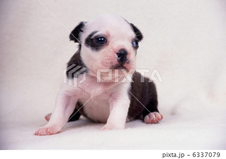 ボストンテリア 6337079