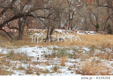 冬のザイオン国立公園 6339268