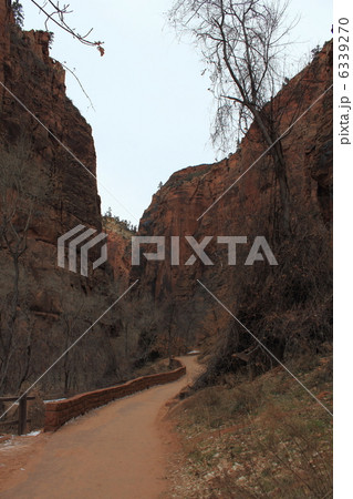 冬のザイオン国立公園 冬のザイオン国立公園 6339270