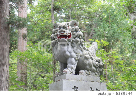 戸隠神社上社の狛犬 戸隠神社上社の狛犬 6339544