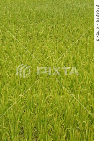 稲 稲 6339553