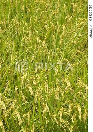 稲 稲 6339554