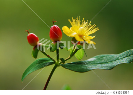 ヒペリカム 6339894