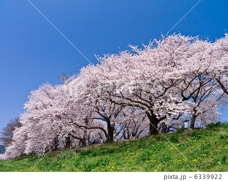 京都八幡市背割り堤の桜並木 京都八幡市背割り堤の桜並木 6339922