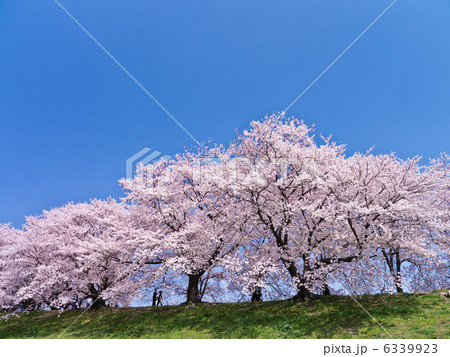 京都八幡市背割り堤の桜並木 6339923
