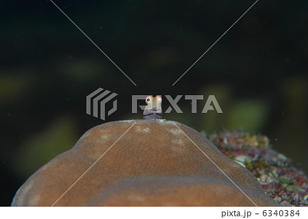 カエルウオ 6340384