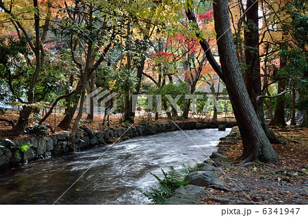 上賀茂神社、ならの小川 上賀茂神社、ならの小川 6341947
