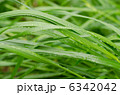 草と水滴 6342042
