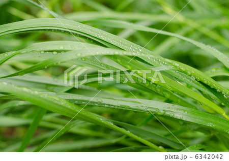草と水滴 6342042