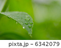 葉と水滴 6342079