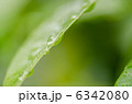 葉と水滴 6342080