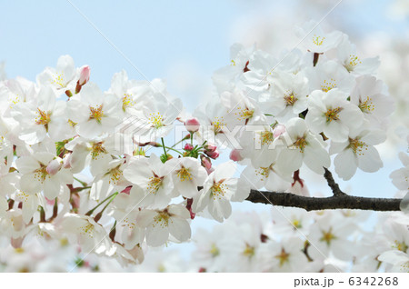 上平公園の桜 上平公園の桜 6342268