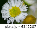 白い花と水滴 6342287