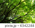 木漏れ日 6342288