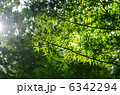 緑色のもみじの木 6342294