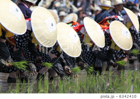 壬生の花田植の早乙女達　 6342410