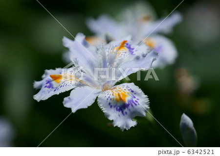 著莪シャガ　胡蝶花とも書くようです。 6342521