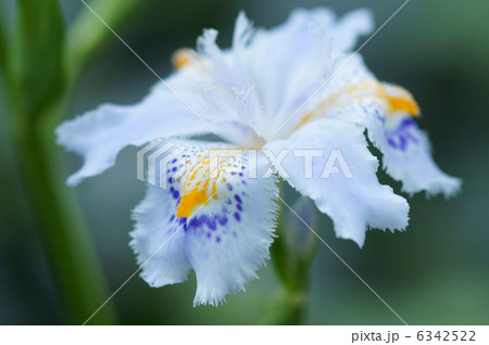 著莪シャガ　胡蝶花とも書くようです。 6342522