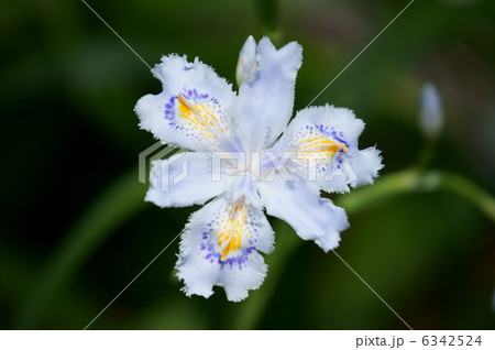 著莪シャガ　胡蝶花とも書くようです。 6342524