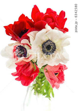 bouquet of red, white and pink anemone flowers bouquet of red, white and pink anemone flowers 6342580