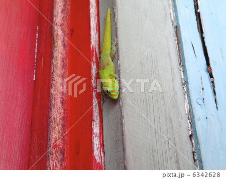 ハワイのゲッコ ハワイのゲッコ 6342628