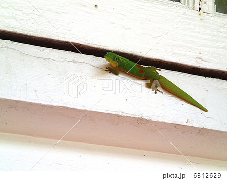 ハワイのゲッコ 6342629