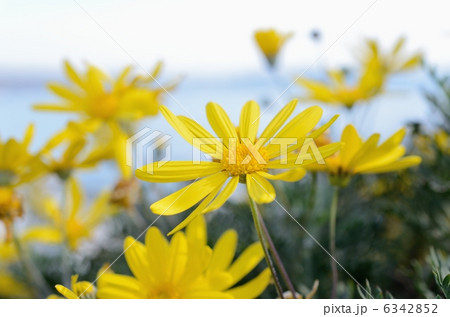 江の島サムエルコッキング苑のユリオプスデージー 江の島サムエルコッキング苑のユリオプスデージー 6342852