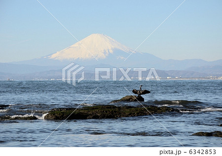 江の島、海岸で羽を乾かす鵜と富士山 6342853