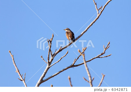 青空が広がる荒川の川原の木の枝に止まっているツグミ 6342871