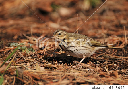 ビンズイ 6343045