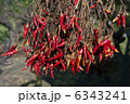 トウガラシ 6343241