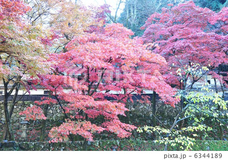 秋の横蔵寺 6344189