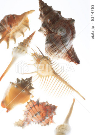 貝殻 6344765