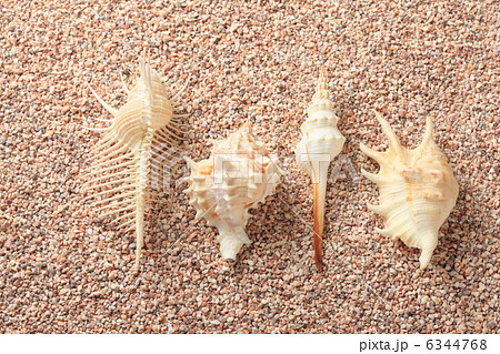 砂と貝 6344768