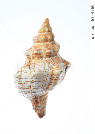 貝殻 6344769