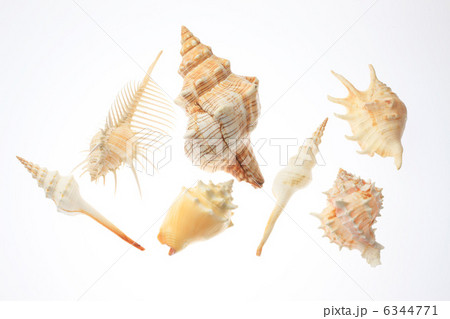 貝殻 6344771