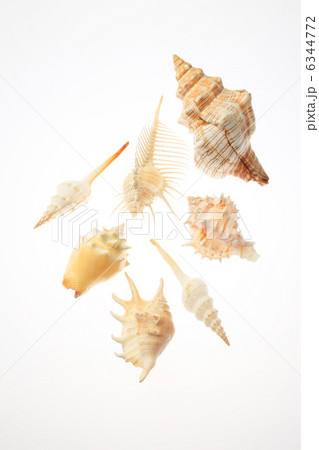 貝殻 6344772