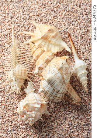 砂と貝 6344775