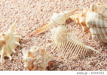 砂と貝 6344781
