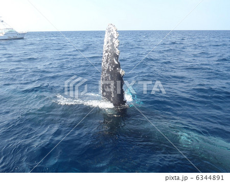 鯨のヒレ 6344891