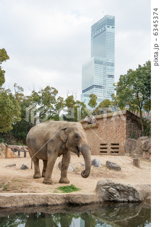 アジアゾウ アジアゾウ 6345374