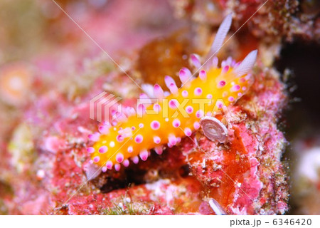 ウミウシ 6346420