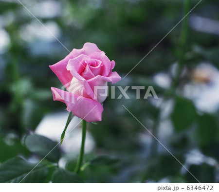 薔薇01 6346472