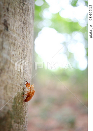 ぶなの木とセミの抜け殻 6346512