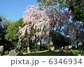 さくら 6346934