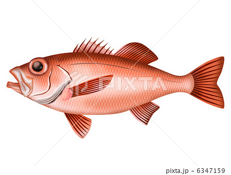 アカムツ ノドグロ のイラスト素材